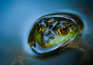 牛蛙是田雞嗎？牛蛙是蟾蜍嗎