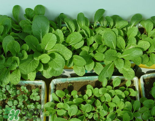 八月份可以種什么菜？八月份適合種植的蔬菜