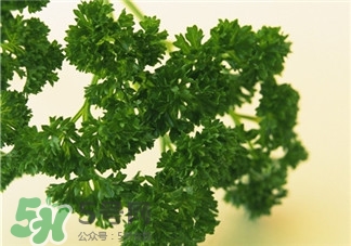 歐芹是什么?歐芹是不是西芹? 歐芹是什么?歐芹是不是西芹?