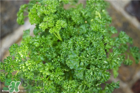 歐芹是什么?歐芹是不是西芹? 歐芹是什么?歐芹是不是西芹?