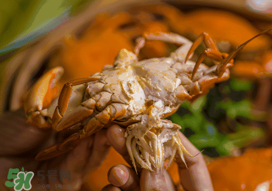 8月份吃什么螃蟹？8月份吃公蟹還是母蟹？