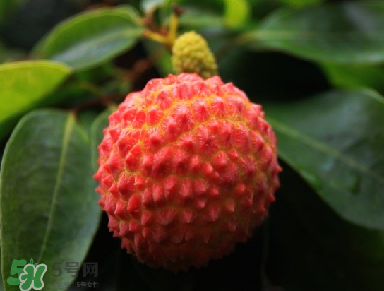 8月份還有荔枝嗎？荔枝幾月份下市？