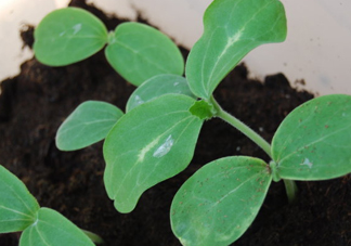 八月份可以種什么菜？八月份適合種植的蔬菜