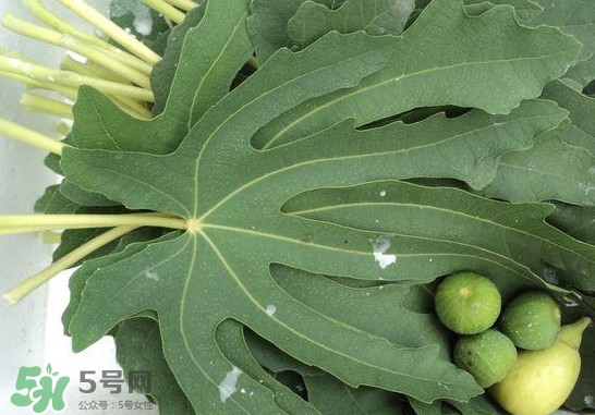 無花果葉子煮水有什么作用？無花果葉泡水喝的功效