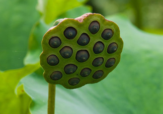 蓮蓬不能和什么同吃？蓮蓬和什么相克？