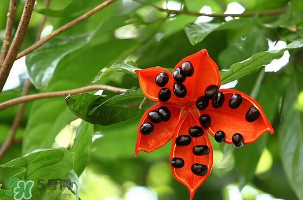 蘋婆和假蘋婆的區(qū)別 如何辨別蘋婆的真假 蘋婆和假蘋婆的區(qū)別 如何辨別蘋婆的真假