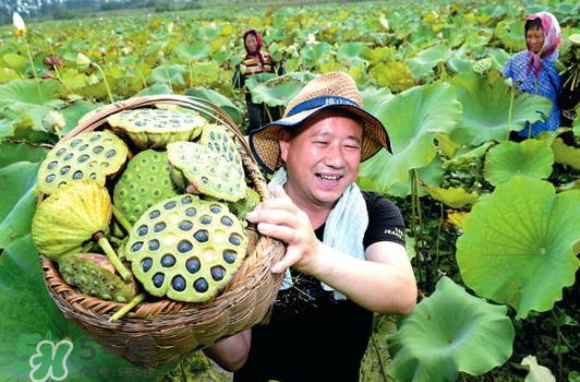 蓮蓬不能和什么同吃？蓮蓬和什么相克？