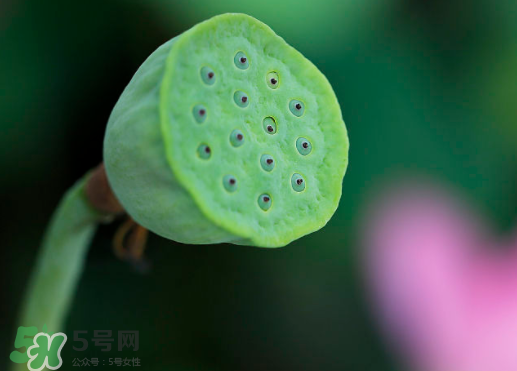 蓮蓬可以放多久？蓮蓬可以放冰箱嗎？