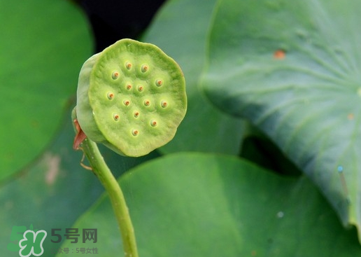 蓮蓬可以放多久？蓮蓬可以放冰箱嗎？