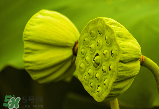 蓮蓬可以放多久？蓮蓬可以放冰箱嗎？