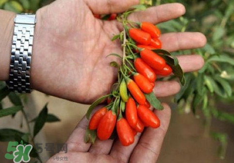 枸杞鮮果怎么吃？吃枸杞鮮果有什么好處