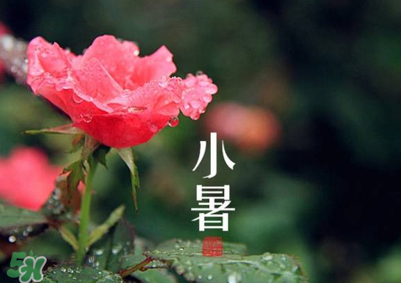 小暑是入伏嗎？小暑是不是入伏？