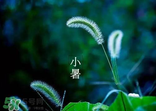 小暑是頭伏嗎？小暑是初伏嗎？