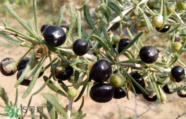 新鮮枸杞多少錢一斤？2017枸杞鮮果價(jià)格