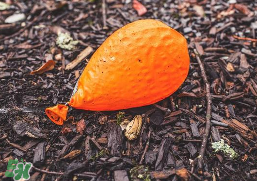 笑氣會(huì)上癮嗎？笑氣的危害