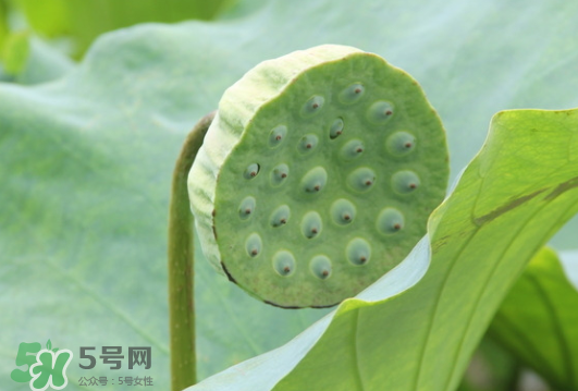 蓮蓬是荷花的什么？蓮蓬是什么意思？