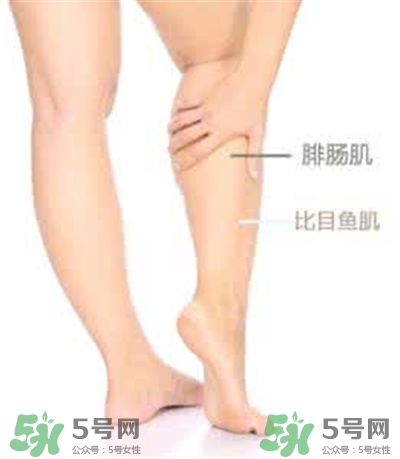 小腿肌肉怎么長(zhǎng)的?小腿肌肉怎么減? 小腿肌肉怎么長(zhǎng)的?小腿肌肉怎么減?