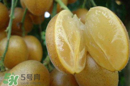 黃皮果品種有哪些？黃皮果哪個(gè)品種好吃