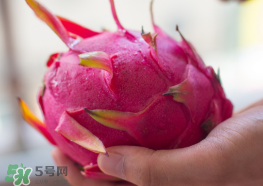 紅心火龍果什么時(shí)候成熟？紅心火龍果什么季節(jié)有？