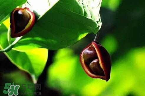 孕婦能吃蘋婆嗎？孕婦吃蘋婆對胎兒好嗎