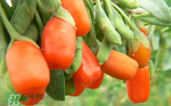 枸杞鮮果怎么保存？枸杞鮮果保鮮期有多久