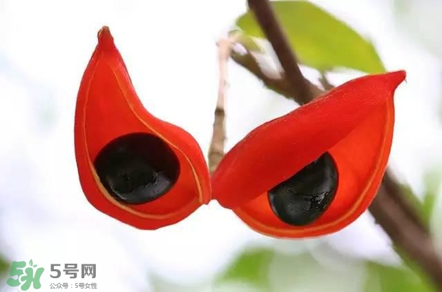 孕婦能吃蘋婆嗎？孕婦吃蘋婆對胎兒好嗎