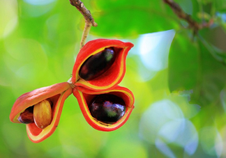 假蘋婆能吃嗎？假蘋婆怎么吃？