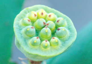 蓮蓬可以放多久？蓮蓬可以放冰箱嗎？