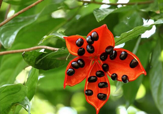 蘋婆怎么吃？蘋婆的功效與作用