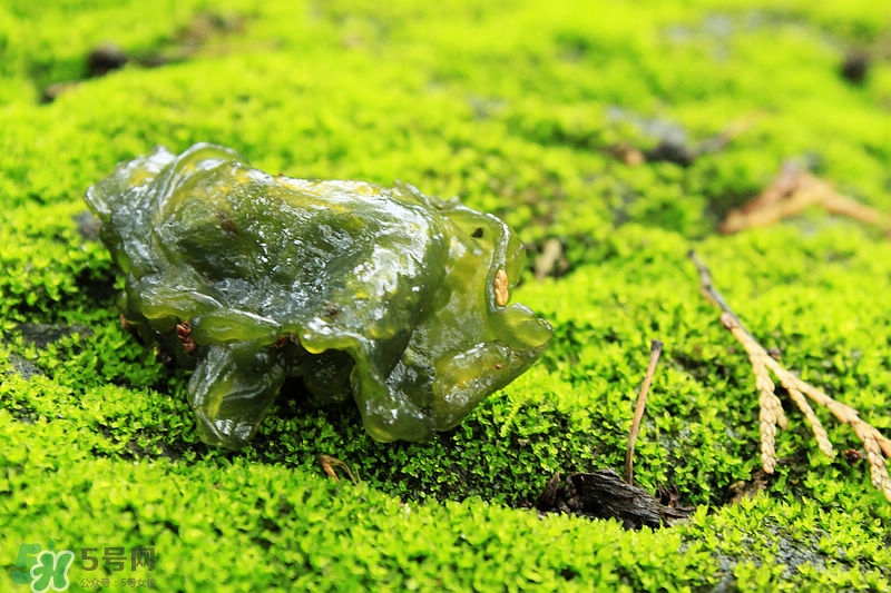 地耳菜怎么做好吃？地耳菜的做法大全