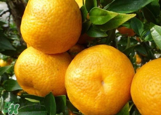 橘子什么時(shí)候成熟？橘子什么時(shí)候吃最好