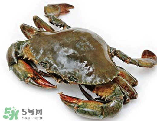 石夾紅是青蟹嗎？青蟹和石夾紅螃蟹的區(qū)別