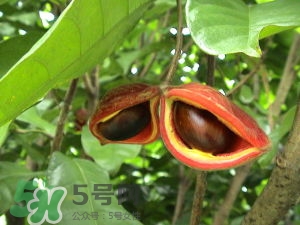 蘋婆怎么吃？蘋婆的功效與作用