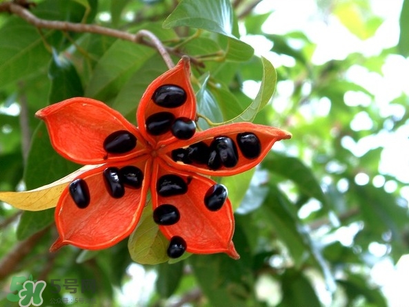 假蘋婆能吃嗎？假蘋婆怎么吃？