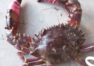 石夾紅是青蟹嗎？青蟹和石夾紅螃蟹的區(qū)別