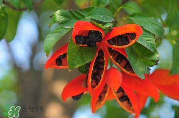 假蘋婆能吃嗎？假蘋婆怎么吃？