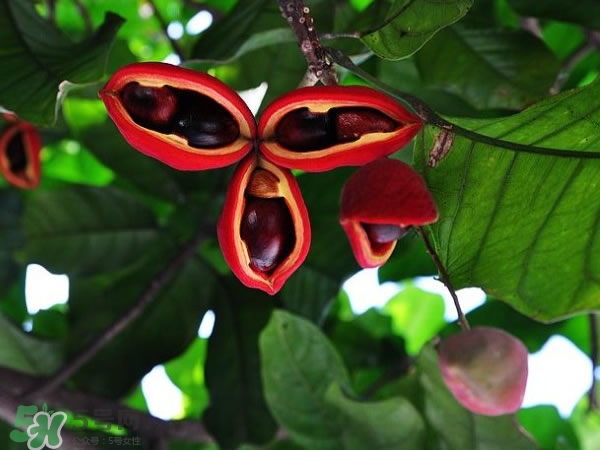 蘋婆和假蘋婆的區(qū)別 如何辨別蘋婆的真假 蘋婆和假蘋婆的區(qū)別 如何辨別蘋婆的真假