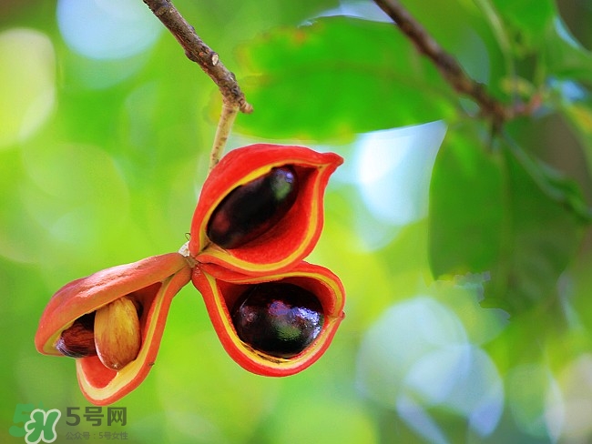 假蘋婆能吃嗎？假蘋婆怎么吃？