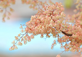 孕婦能吃蘋婆嗎？孕婦吃蘋婆對胎兒好嗎