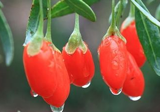 新鮮枸杞多少錢一斤？2017枸杞鮮果價(jià)格