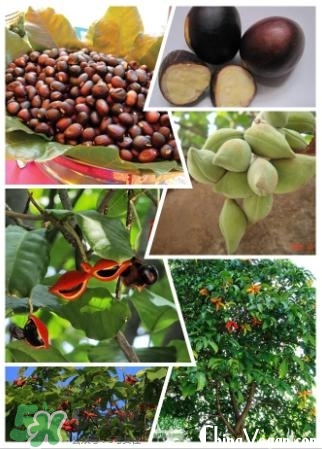 蘋婆怎么吃？蘋婆的功效與作用