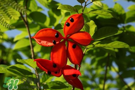 假蘋婆能吃嗎？假蘋婆怎么吃？