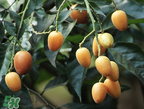 黃皮果品種有哪些？黃皮果哪個(gè)品種好吃