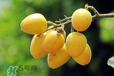 黃皮果品種有哪些？黃皮果哪個(gè)品種好吃