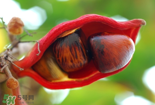 蘋婆和假蘋婆的區(qū)別 如何辨別蘋婆的真假 蘋婆和假蘋婆的區(qū)別 如何辨別蘋婆的真假