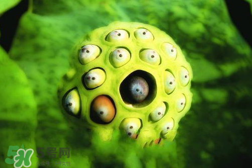 蓮蓬什么味道？蓮蓬好吃嗎？