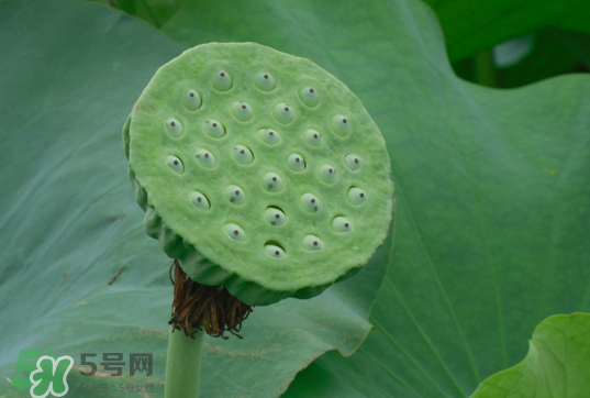 蓮蓬和蓮藕一樣嗎？蓮蓬和蓮藕的區(qū)別