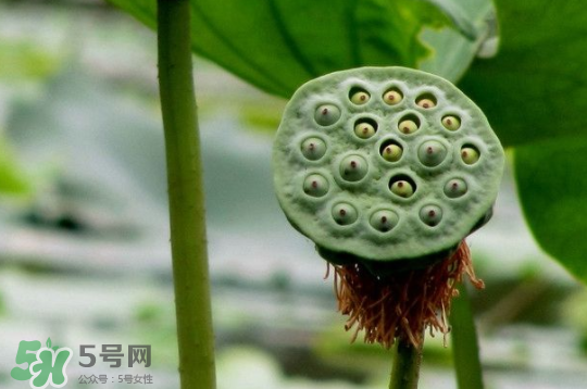 蓮蓬和蓮藕一樣嗎？蓮蓬和蓮藕的區(qū)別