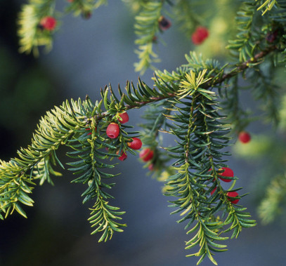 紅豆杉有毒嗎？紅豆杉是否可以直接食用