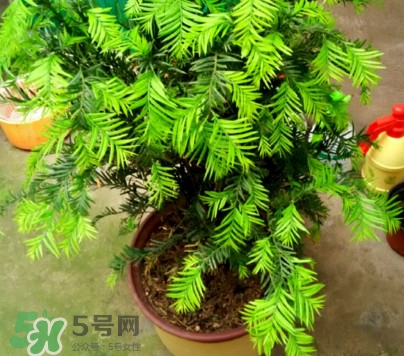 紅豆杉怎么養(yǎng)植？紅豆杉的養(yǎng)殖方法和注意事項(xiàng)